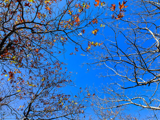 branches against blue sky