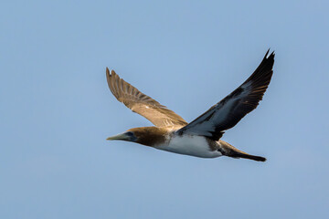 Obraz premium Piquero volando - Boobie - Sula - Islas Galápagos - Ecuador