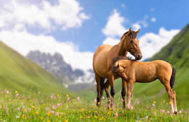 Two horses, mother and foal, rest on an alpine meadow against the backdrop of mountains and blue sky. Portrait of wild horses resting in nature