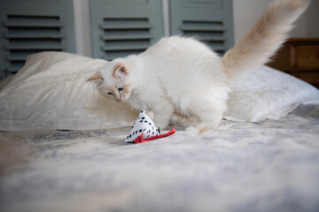 Junge Heilige Birma Katze spielt auf dem Bett 