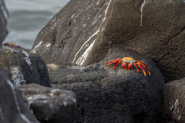 Cangrejo rojo de las galápagos (Grapsus grapsus - Sally ligthfoot crab) sobre roja de lava - Islas Galápagos - Ecuador