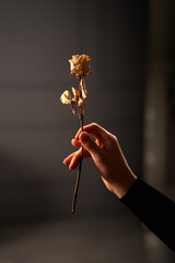 Dry rose in a woman's hand on a dark background. Vertical