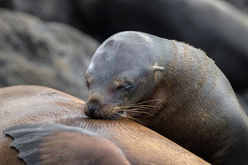 Fototapeta premium León marino alimentándose (amamantándose) - Islas Galápagos - Ecuador