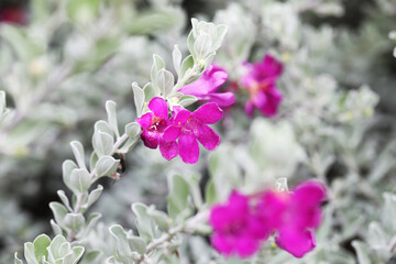 Texas sage or Barometer bush (Leucophyllum frutescens) with purple flowers