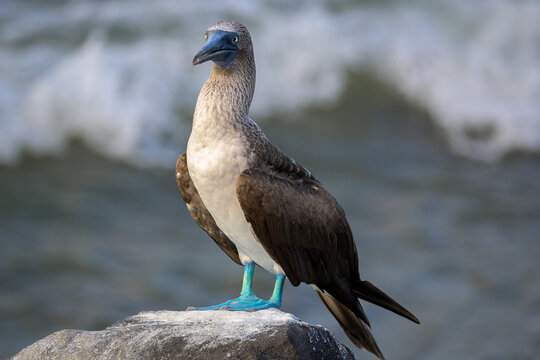 Piquero de patas azules - P&aacute;jaro bobo de patas azules - Sula nebouxii - Islas Gal&aacute;pagos - Ecuador