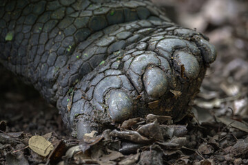 Tortuga gigante de galápagos - Galapaguera de Cerro Colorado - Isla San Cristóbal - Islas Galápagos - Ecuador
