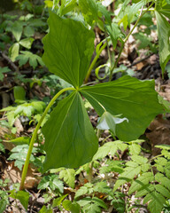 The white flower of Trillium flexipes, or nodding wakerobin. Trillium refers to the three part flower and flexipes refers to its bent stem, as illustrated.