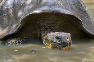 Tortuga gigante de galápagos - Galapaguera de Cerro Colorado - Isla San Cristóbal - Islas Galápagos - Ecuador