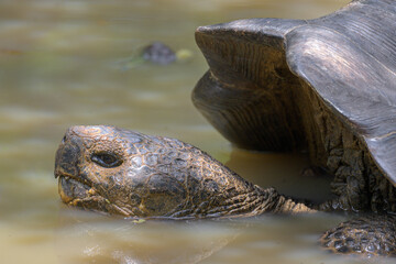 Tortuga gigante de galápagos - Galapaguera de Cerro Colorado - Isla San Cristóbal - Islas Galápagos - Ecuador