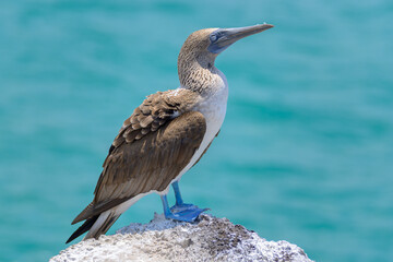 Piquero de patas azules - Pájaro bobo de patas azules - Sula nebouxii - Islas Galápagos - Ecuador