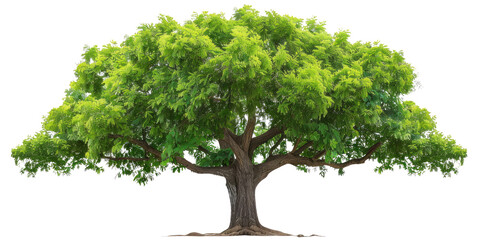 Green realistic huge tall wide tree cut out, isolated, transparent background - PNG. 