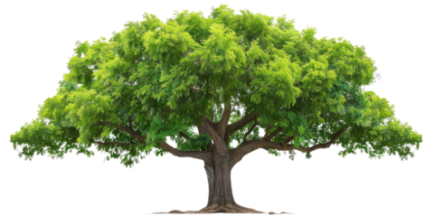Green realistic huge tall wide tree cut out, isolated, transparent background - PNG. 