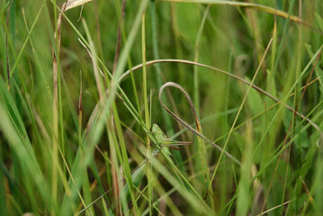 Grasshopper in Tall Grass camouflaged by its surroundings.