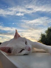 Chat blanc © Laurie