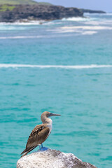 Piquero de patas azules - Pájaro bobo de patas azules - Sula nebouxii - Islas Galápagos - Ecuador