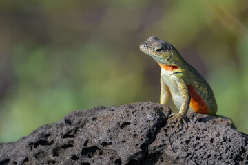 Lagartija de lava hembra - Islas Galápagos - Ecuador