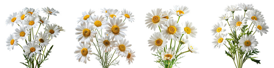 Fototapeta premium Set of A isolated arrangement of Daisies on a transparent background