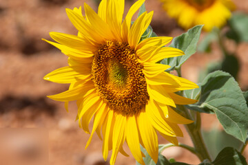 Flor de girasol, a plena luz del día