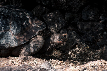 Galapagos Giant Tortoise in Natural Habitat