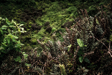 Galapagos Flora and Verdant Landscape