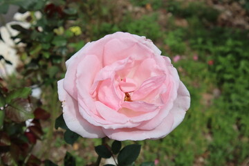 pink rose in garden