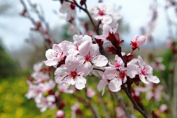 pink japanese plum blossom