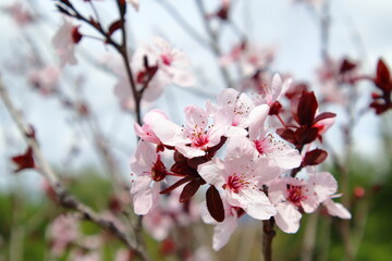 Obraz premium pink japanese plum blossom
