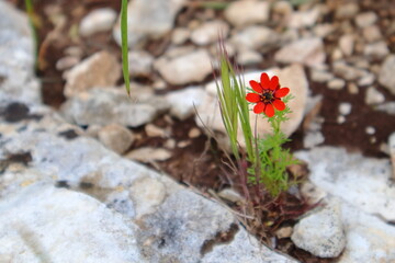 flowers in the garden