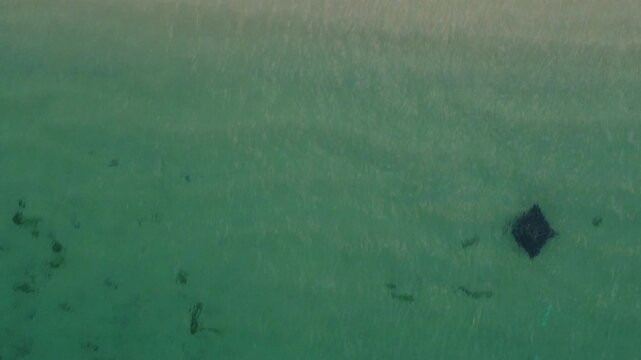 Stingray Mobula Munk