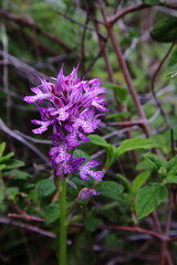 Wild orchid in the forest