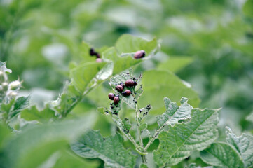Colorado potato beetle larvae eat young potato leaves.