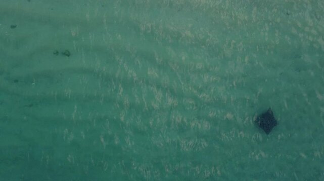 Stingray Mobula de Munk Los Cabos