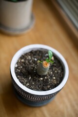 剪定したアデニウムに新芽が出てきているところ