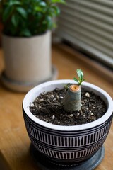 剪定したアデニウムに新芽が出てきているところ