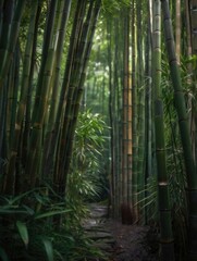 Bamboo Forest in the morning