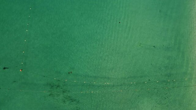 Stingray Mobula Munk Los Cabos