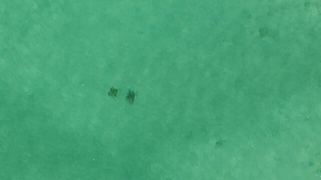 Stingrays Mobula de Munk