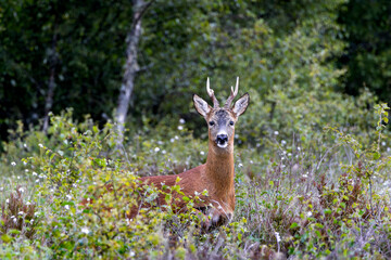 Alert young deer with budding antlers next to the lake, showcasing the beauty of wildlife, wallpaper