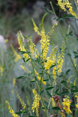 Bright cluster of yellow sweet clover