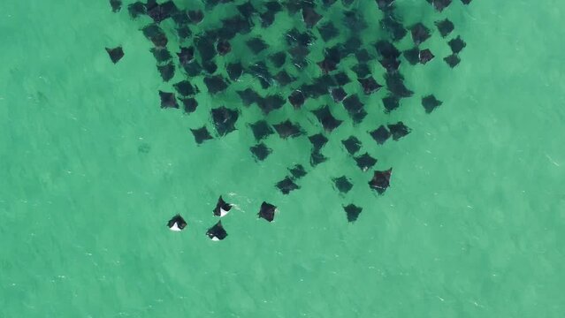 Stingray Mobula de Munk Migration