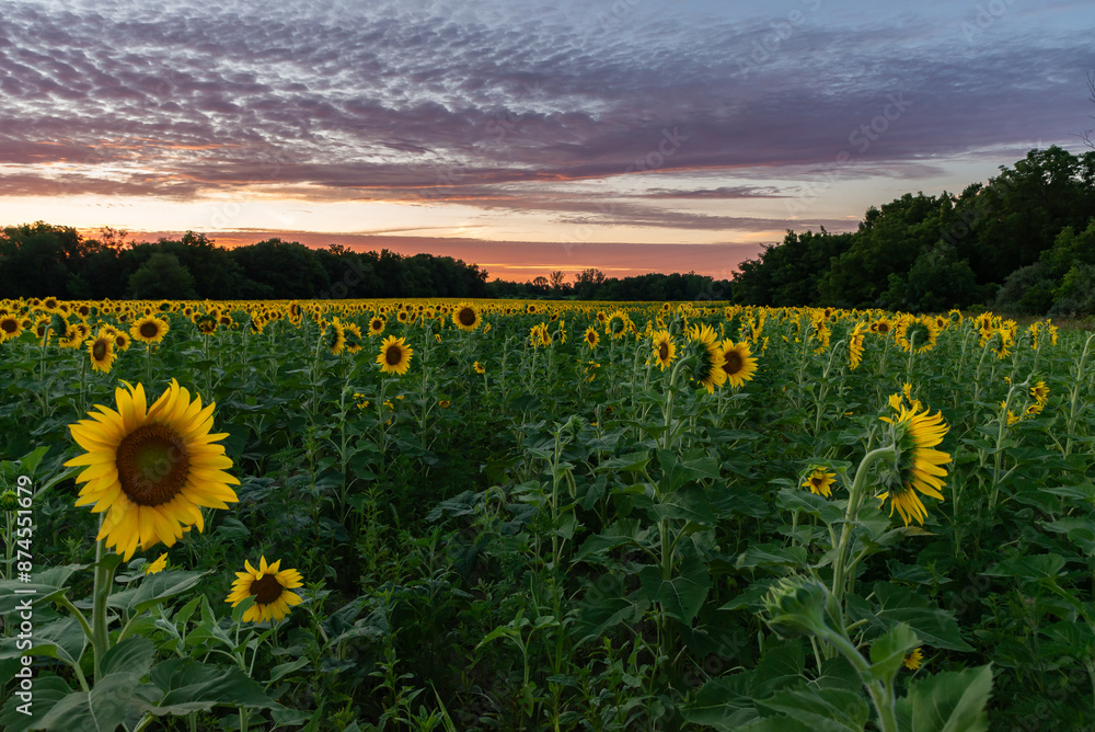 Wall mural sunflower field at sunset.