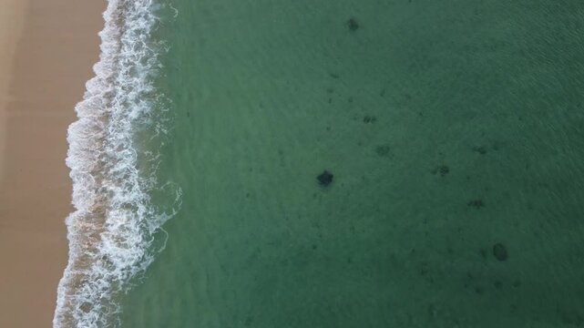 Stingray Mobula de Munk Migration