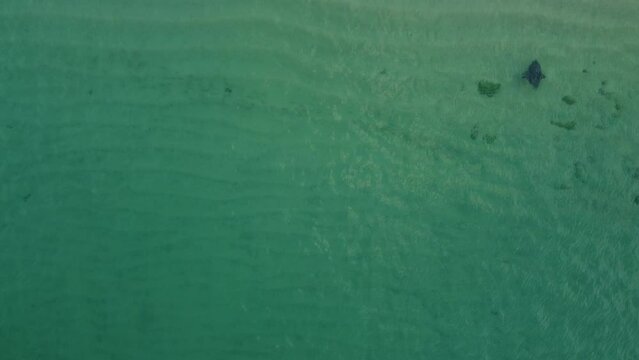 Stingray Mobula de Munk Migration