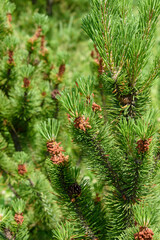 Green branches of a pine tree with unformed new cones on the background of green branches.