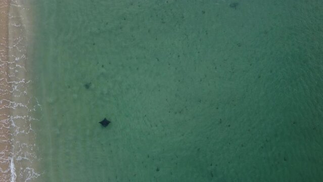 Stingray Mobula de Munk Migration