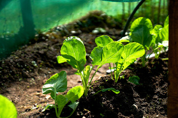 Potatoes and fresh salad growing together