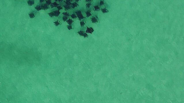 Stingray Mobula de Munk Migration