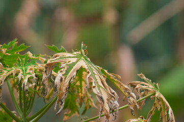 Papaya leaves are yellow on the outside