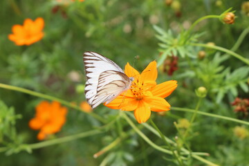 A striped albatross butterfly extracting honey from a flower at Baliati Zamindar's house