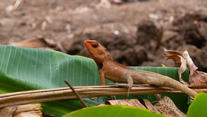 shot on chameleon or wild calotes